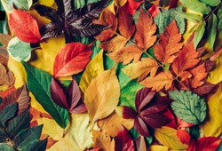 Pile of colorful autumn leaves