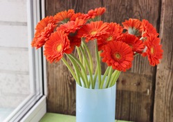 Bouquet of orange gerbera daisies in a vase on a window, natural daylight