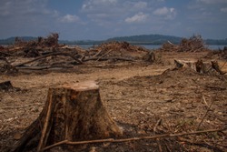 Deforestation on the banks of the Xingu River, Amazon - Brazil