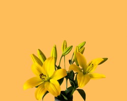 Beautiful yellow flower with yellow background, All things yellow. 