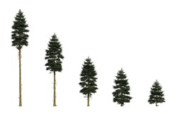 Isolated Douglas firs of different ages