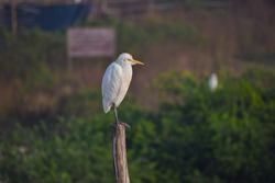 White heron bird standing on wooden stick in the forest