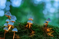 Group of magical glowing white mushrooms on green moss with a blurred forest background. Warm white glowing mushrooms looking as bedroom lamps, fantasy background