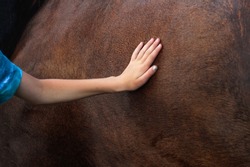 Defocus hand touching brown horse. A female hand stroking a brown horse. Tenderness and caring for animals concept. Psychotherapy, wellness, reiki. Out of focus.