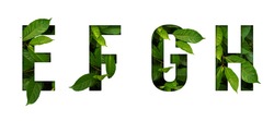 Leaf font E,F,G,H isolated on white background. Leafs font E,F,G,H made of Real alive leaves with Previous paper cut shape of font. Leafs font