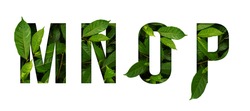Leaf font M,N,O,P isolated on white background. Leafs font M,N,O,P made of Real alive leaves with Previous paper cut shape of font.
