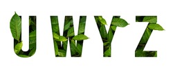 Leaf font U,W,Y,Z isolated on white background. Leafs font U,W,Y,Z made of Real alive leaves with Previous paper cut shape of font.