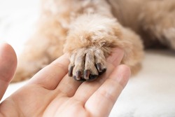 Body parts for your dog's paws