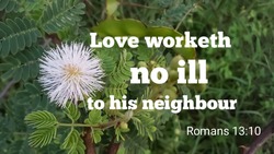 Love worketh no ill to his neighbour bible verse from romans 13:10 with grass flower and nature background. christian quote