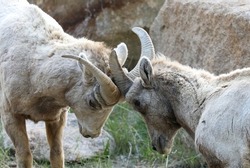 Bighorn sheep ewes at Guanella Pass in Georgetown, Colorado with a shallow depth of field.