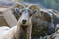 Bighorn sheep ewes at Guanella Pass in Georgetown, Colorado with a shallow depth of field.
