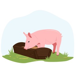 On a farm, a piglet eats hay from a trough. Country pet. Pig character isolated on white background. Vector illustration in flat style