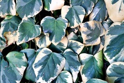 Foliage green and white leaves leaf ivy fall autumn beige