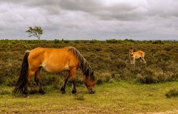 Horse and foal grazing in a field. Horses grazing. Mare and foal. Horse and foal on pasture