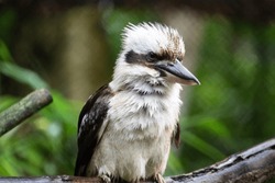 Close up of an kookaburra bird