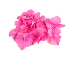 pink hydrangea flowers isolated on white