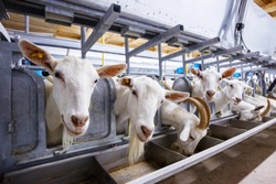 goat farm milking machine