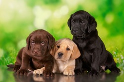 labrador three colour puppies black brown and yellow together
