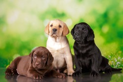 labrador three colour puppies black brown and yellow together