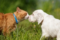 Puppy meet Cat English Setter outdoor in summer