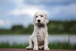 English setter puppy outdoor on the grass