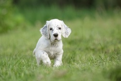 English setter puppy hunting dog  walking outdoor on the grass