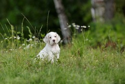 English setter puppy outdoor on the grass and flowers