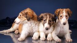 Three Borzoi puppies lying on dark blue background