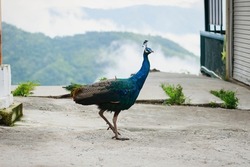 beautiful peafowl or peacock bird freely walking at Khao Kho District, Phetchabun, Thailand.