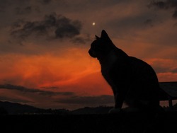 Beautiful photograph of a cat silhouette at sunset. Stunning large image of a cat silhouette at sundown. Wonderful nightfall landscape composed by a black cat, dark clouds, orange sky and full moon
