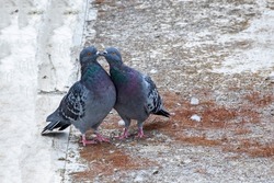 2 pigeons (Columba livia) mating on top of the roof of a building in Athens, Greece. 