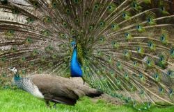A pair of peafowl, a female peahen in the foreground and the male peacock displaying his train. They are indifferent to each other.                       