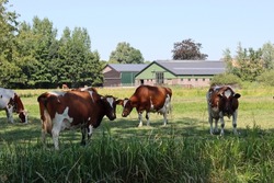 Dutch countryside living. Beautiful cows on green field. Dairy farm animals walking grazing outside. 
