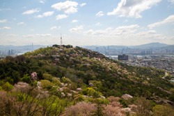 Cherry blossoms in the spring at Namsan Mountain near Jung-gu, Seoul, South Korea
