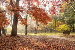Fallen leaves and autumnal red maple trees in the moring near Naejangsa Temple of Naejangsan Mt at Jeongeup-si, South Korea 
