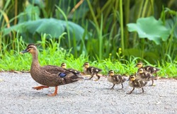 Summer view of a mallard duck family with a mother and six youngs walking on the road against lotus leaves on the pond, South Korea
