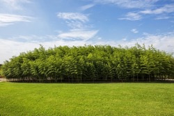 Summer view of green bamboo forest at Taehwa River National Garden at Jung-gu near Ulsan, South Korea 
