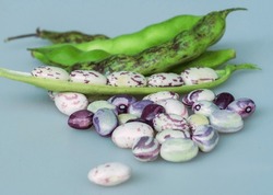 Close-up of raw white and brown kidney bean seeds with bean pods on white floor, South Korea
