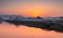 Winter and dawn view of a group of wild goose flying over the water against light fog at Hwapocheon Wetland Ecological Park of Twerae-ri near Gimhae-si, South Korea
