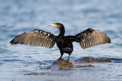 Great Cormorant-The Great Cormorant (Phalacrocorax carbo), known as the Great Black Cormorant across the Northern Hemisphere,