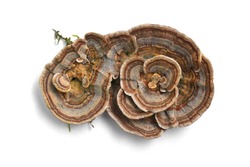 trametes versicolor mushroom, commonly the turkey tail