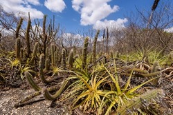 Brazilian Caatinga biome. Typical vegetation, Macambira (Bromeliaceae) and Xique xique (cactus) of the northeast region in Araruna, Paraíba, Brazil.