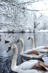 Three swans swimming on lake during German winter. Nature with snow and ice. Winter and wildlife photography. 