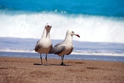 Two albatrosses on sandy beach in front of blue water and waves