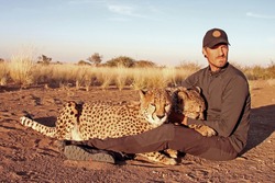 Close-up of man hugging and cuddling two Cheetahs in Namibia. Rescued Cheetah in sanctuary gently held by one guy with yellow grass in the background. Wildlife and animal love.