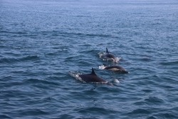 Close up of multiple wild dolphins swimming in ocean. Water splashing. Dolphin surfacing with nose. Delphinus delphis jumping out of water in Newport Beach, California. Group pack of wild dolphins.