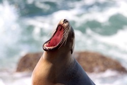 Ultra close up of wild sea lion with mouth wide open while yawning and screaming. Rough ocean water in the background out of focus. Animal photography. Head with eyes closed.
