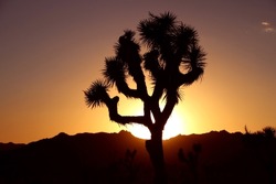 Beautiful yucca tree during orange sunset in Joshua Tree national park. Outlines of tree top in front of mountains and golden hour sun. Picturesque post card image. Silhouettes of landscape.