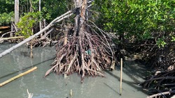 Rhizophora apiculata  in the mangrove forest