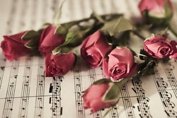 Six red roses on  musical sheet close up